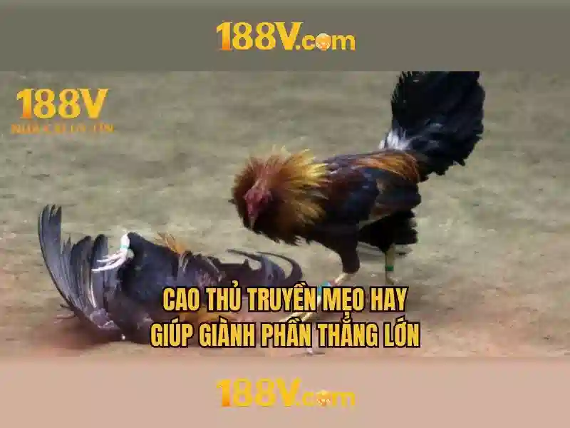 188v papagaiofllores.ru.com – Tổng quan chủ đề và giá trị cốt lõi